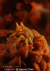 Zanzibar Whip Coral Shrimp by Dennis Chen 